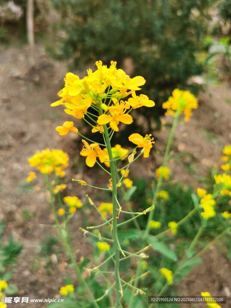 油菜花