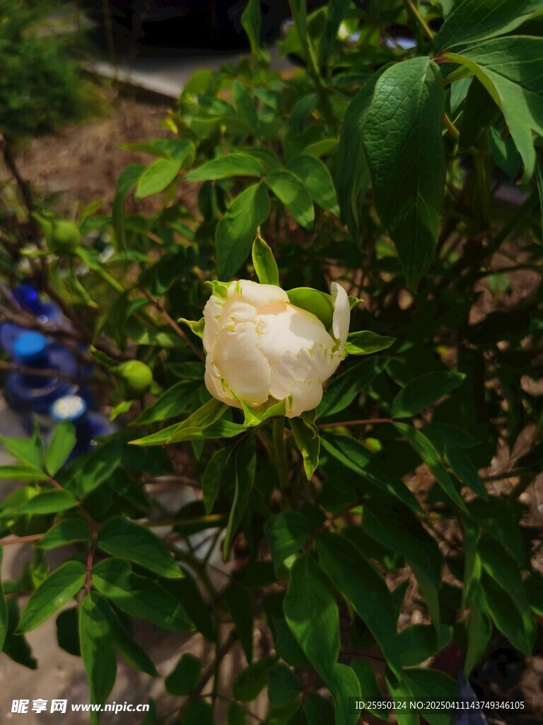 牡丹花