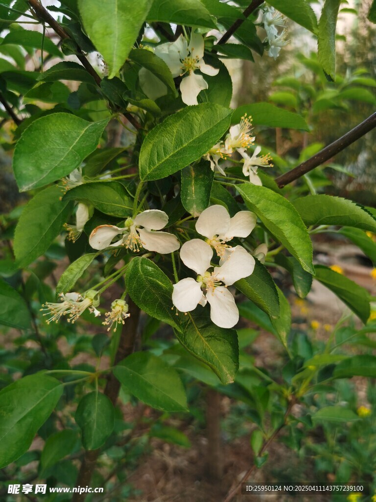 苹果花