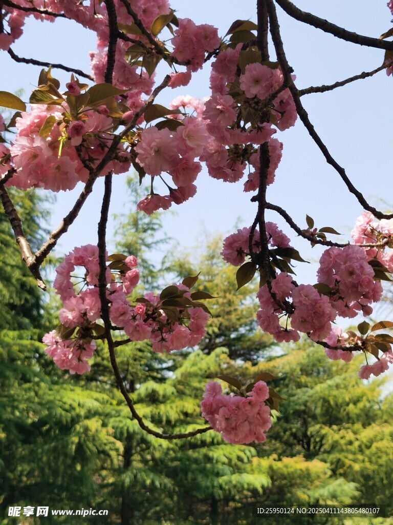 樱花