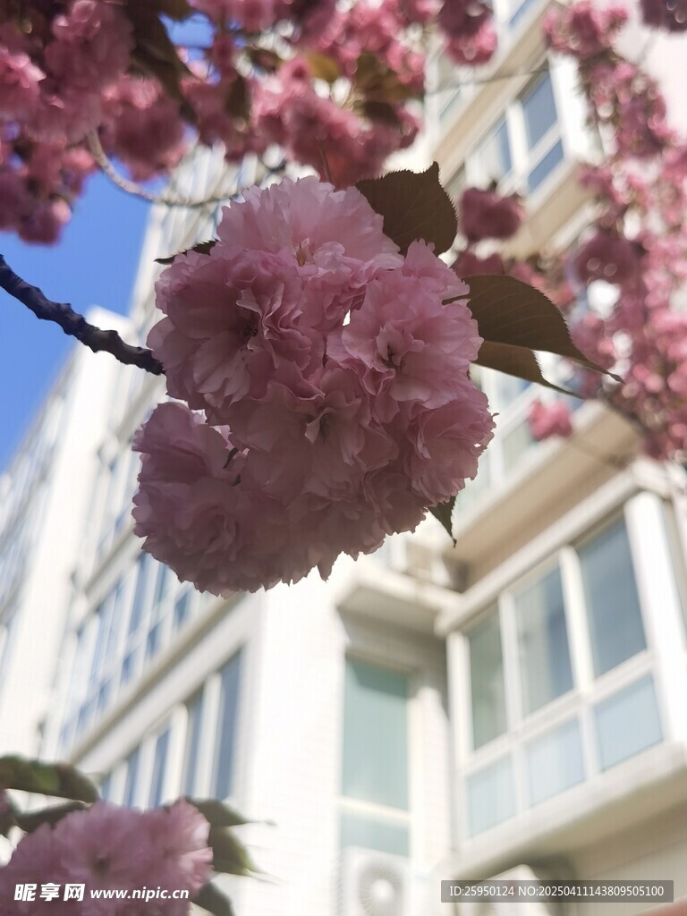 樱花