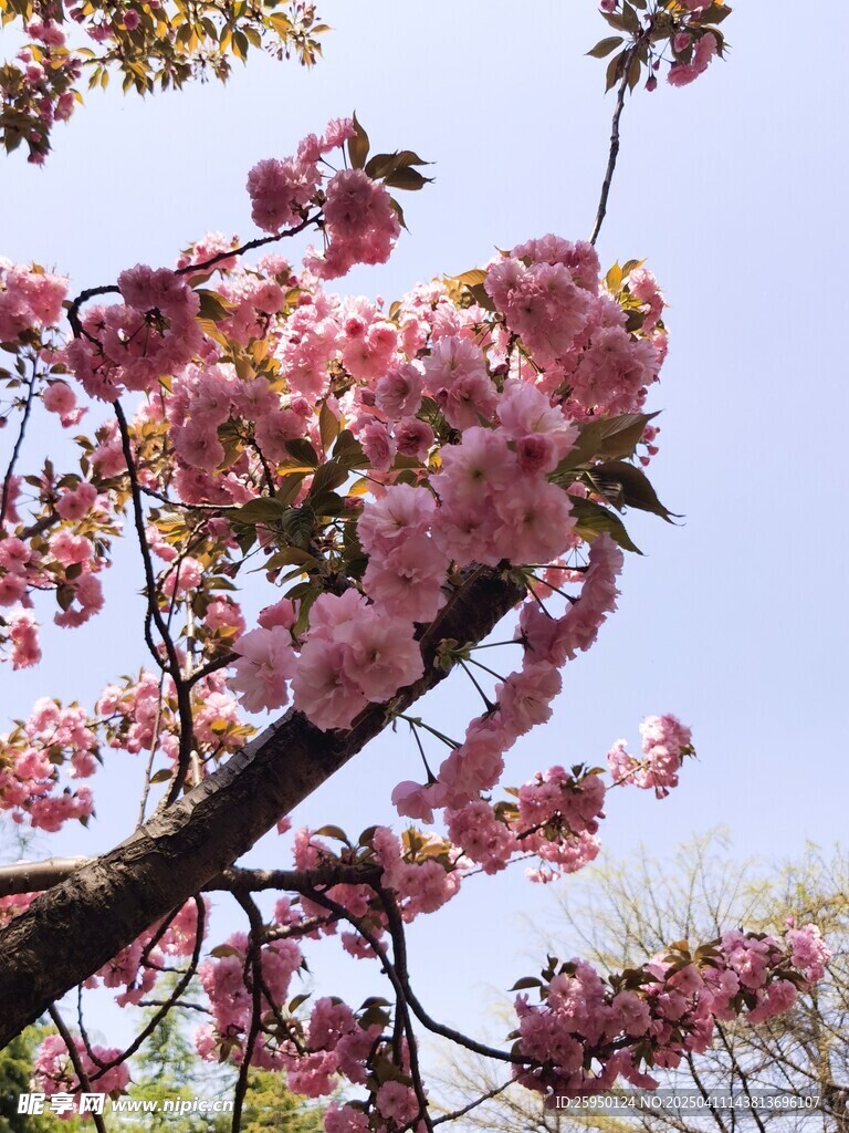 樱花