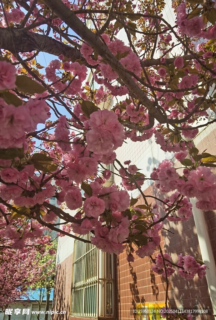 樱花