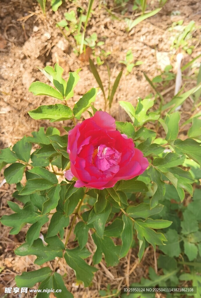 牡丹花