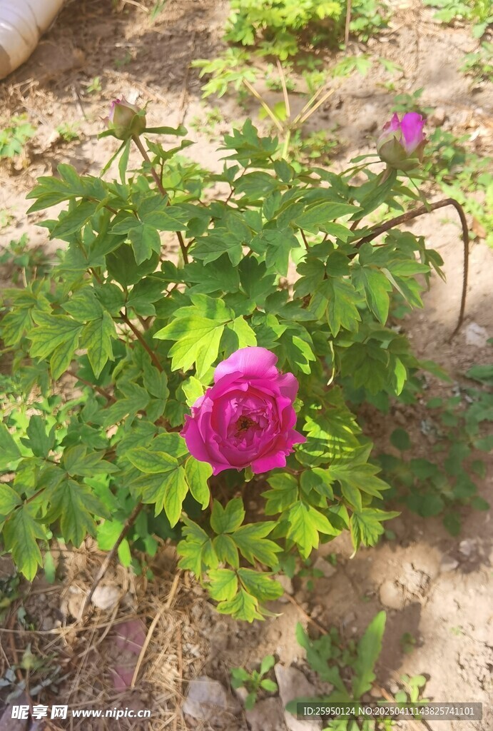 牡丹花