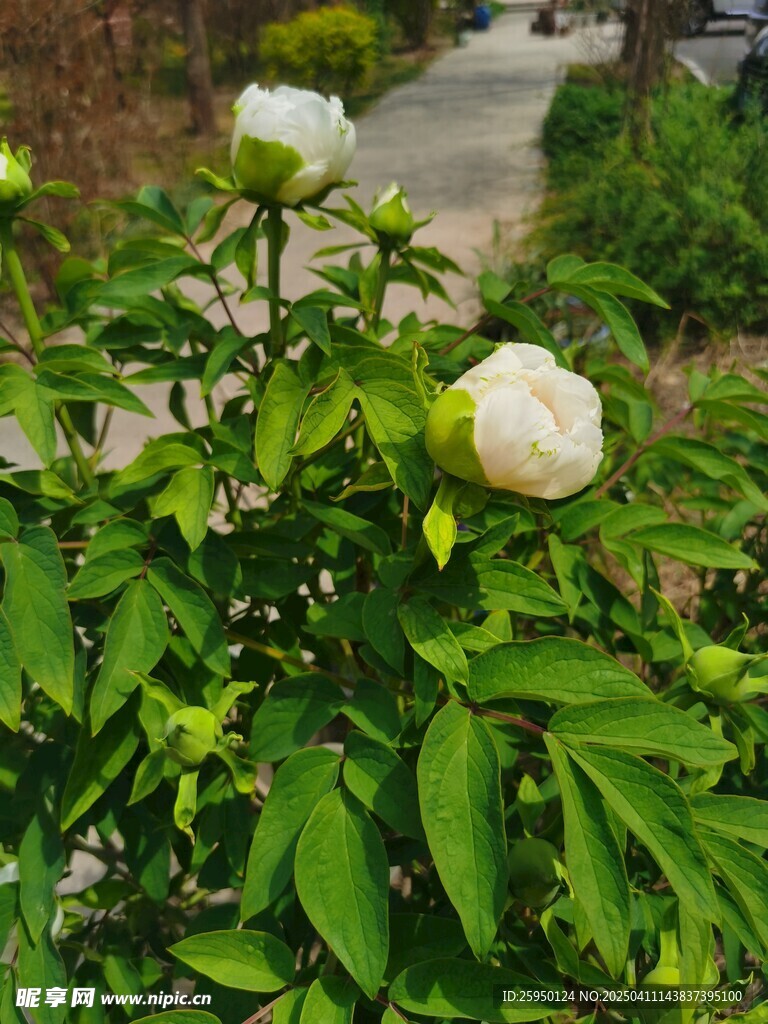 牡丹花