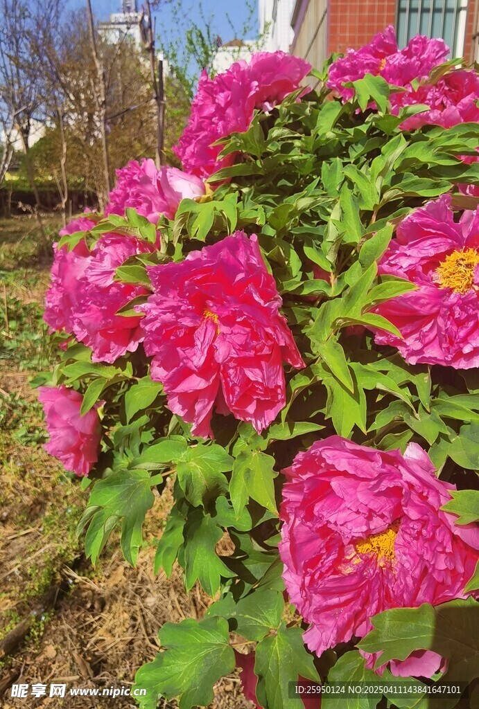 牡丹花