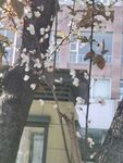 梅花