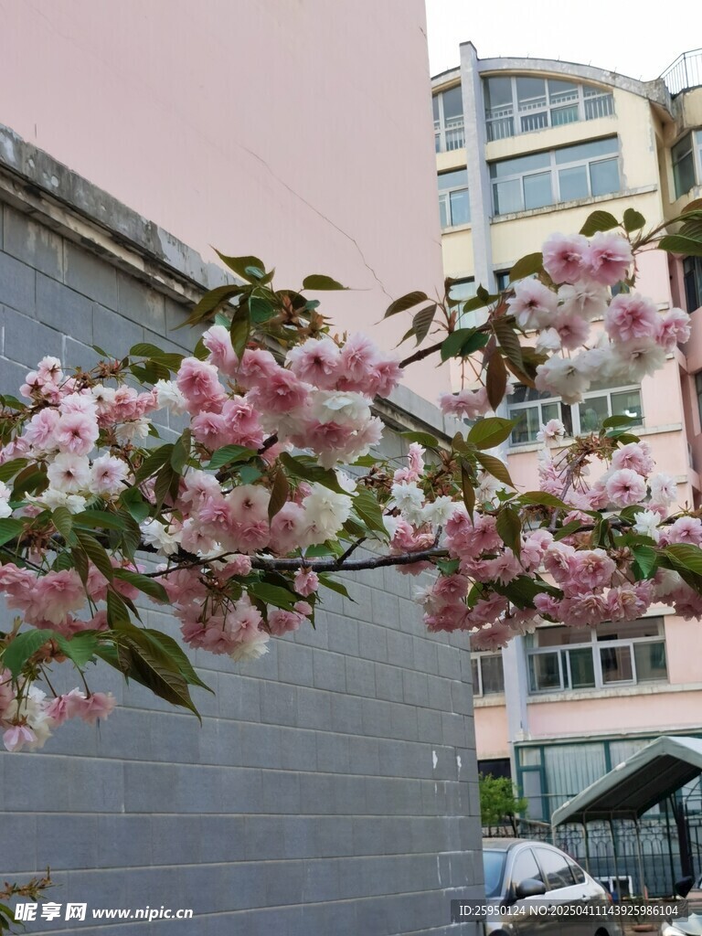 樱花