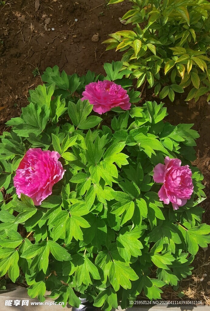 牡丹花