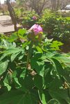 牡丹花