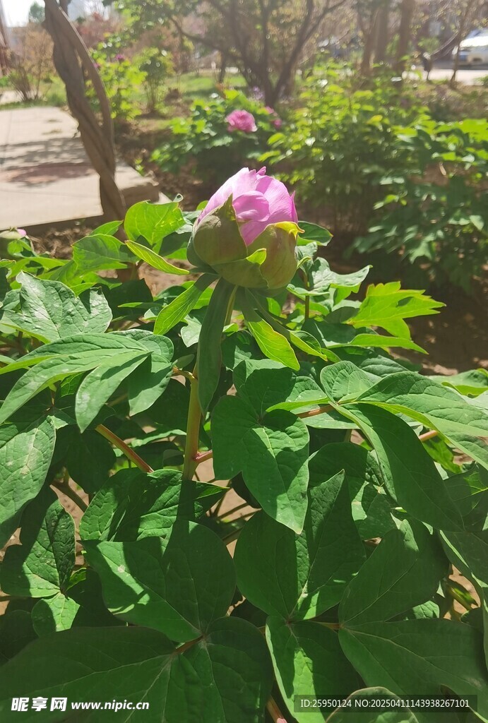牡丹花