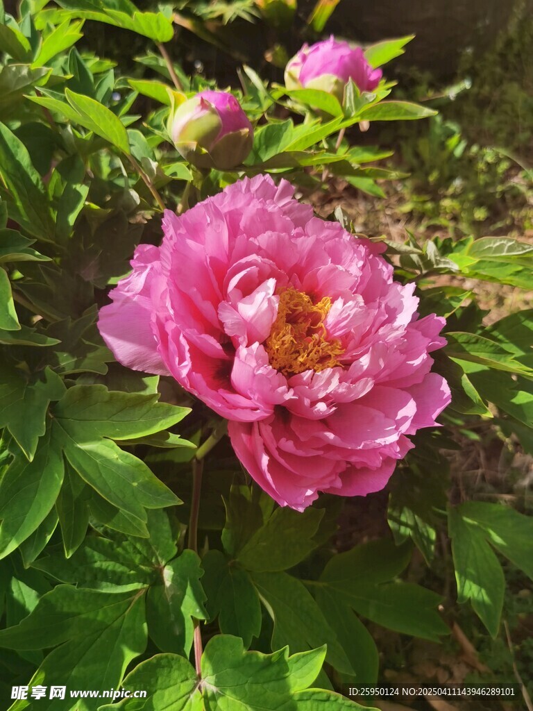 牡丹花