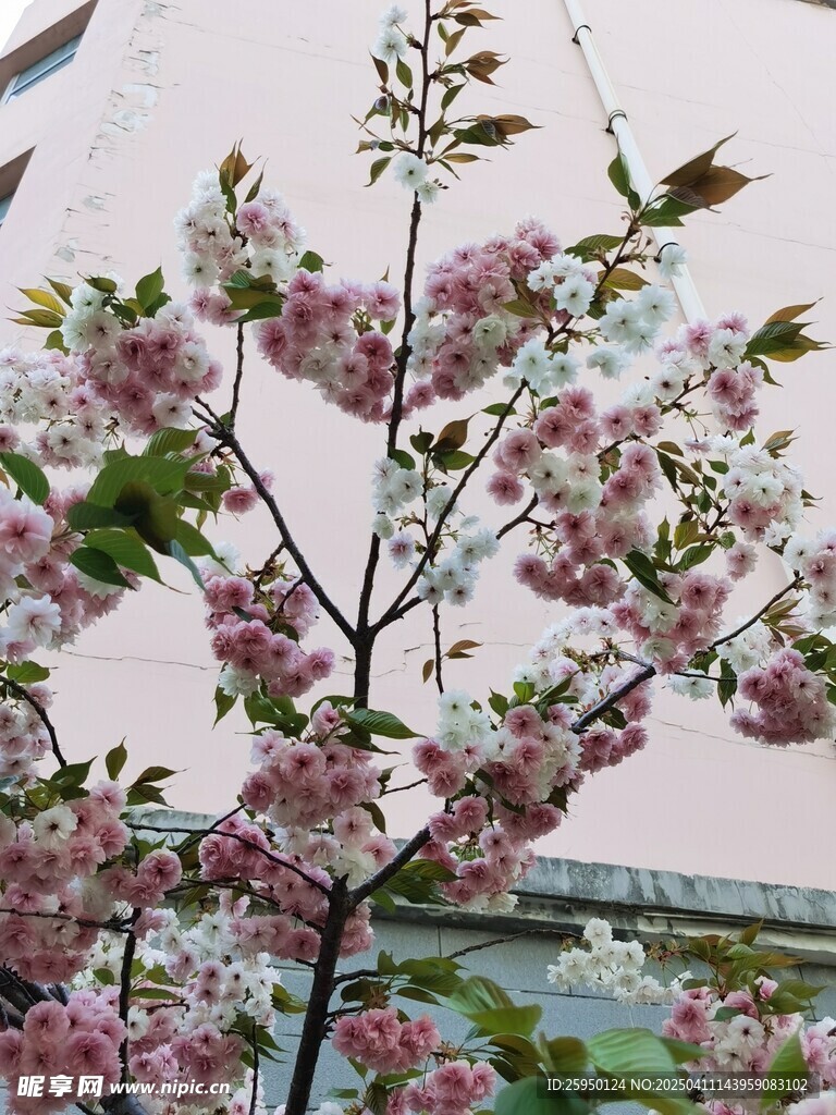 樱花