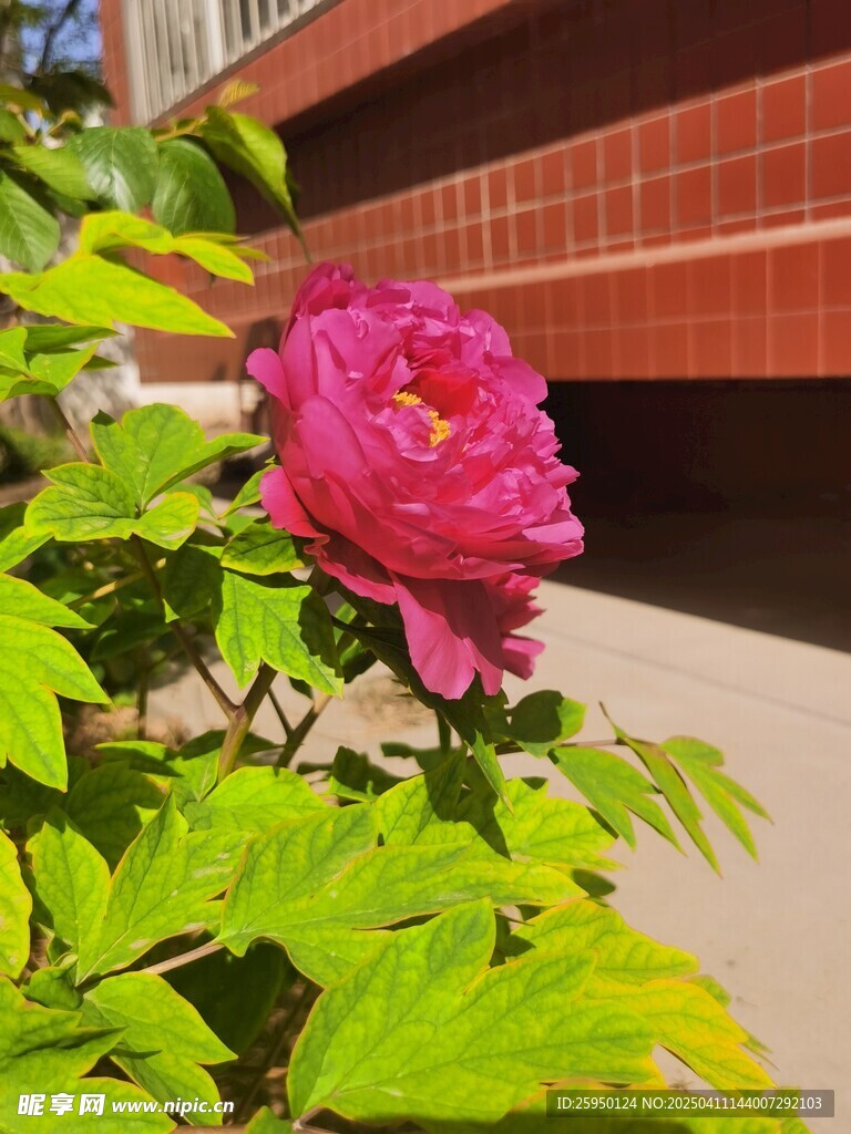 牡丹花