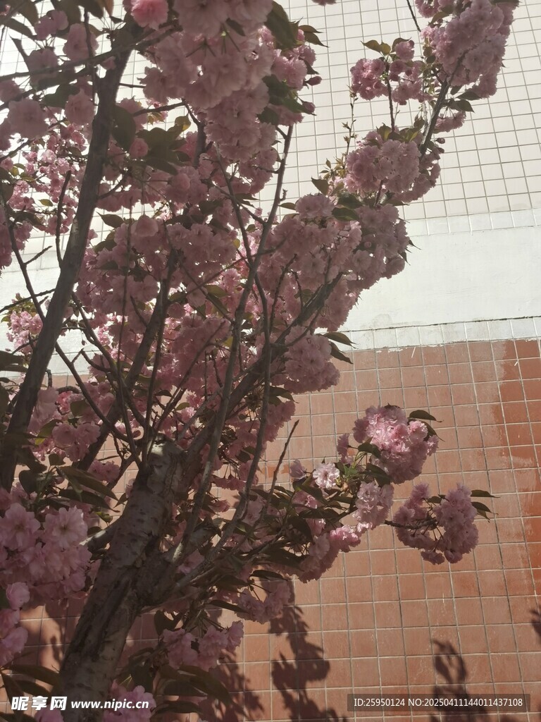 樱花