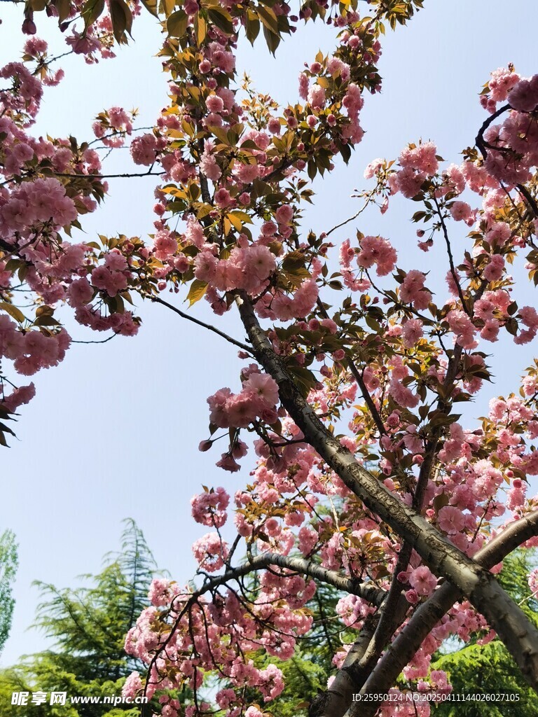 樱花