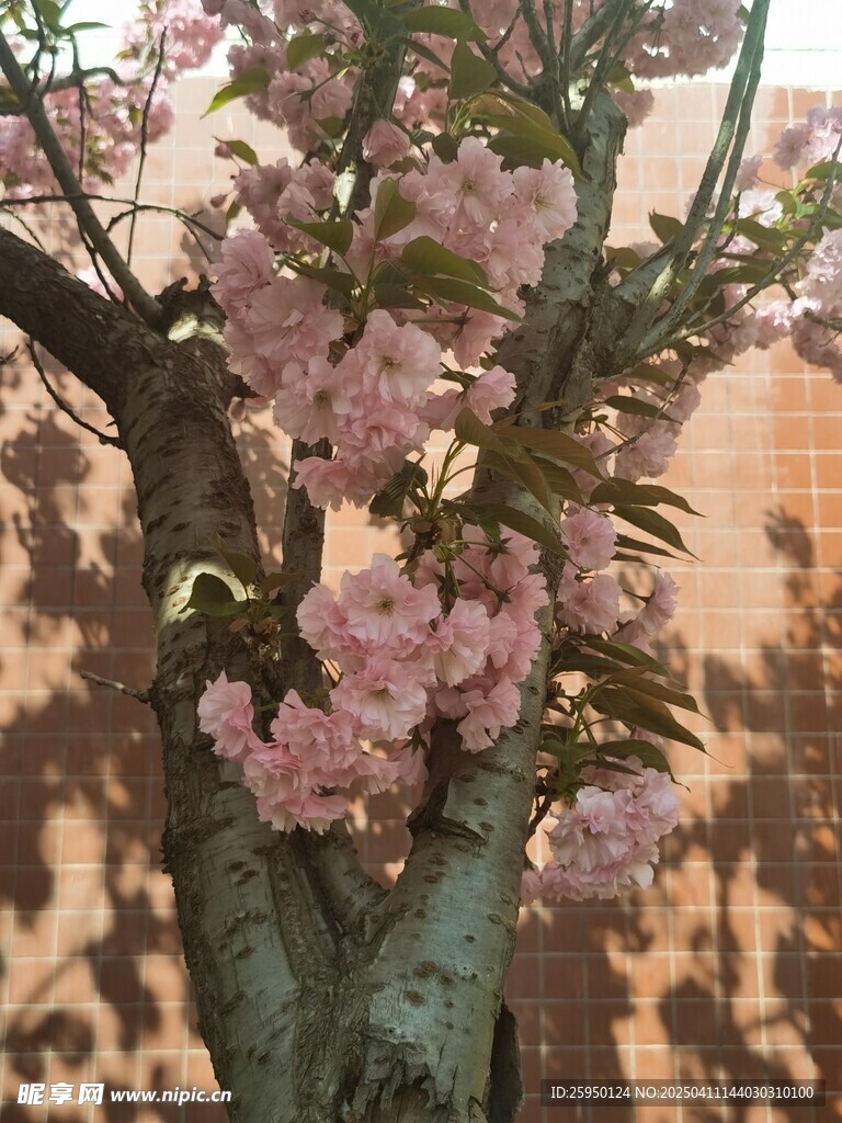 樱花