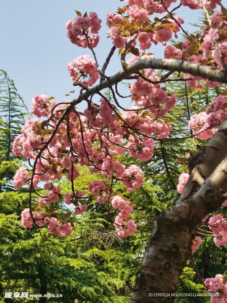 樱花