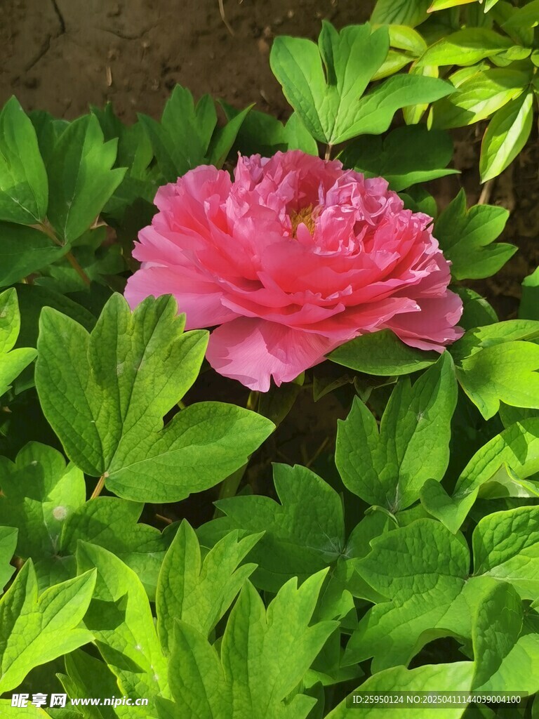 牡丹花