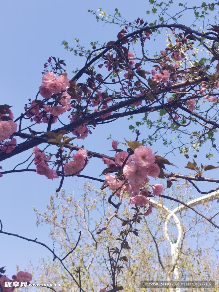樱花