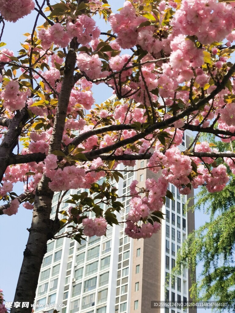 樱花
