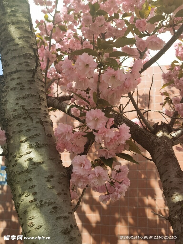 樱花