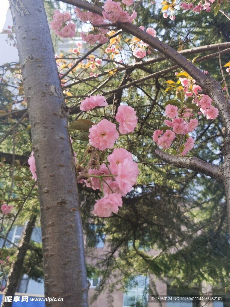 樱花