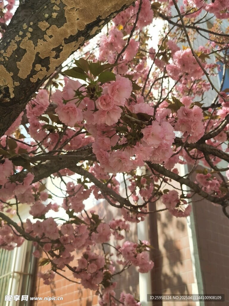 樱花