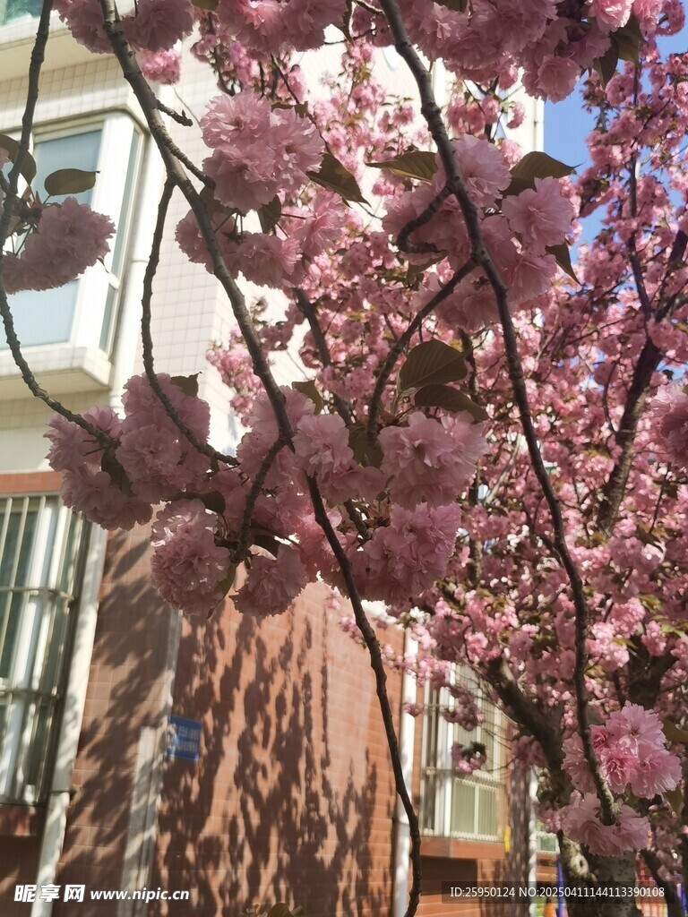 樱花
