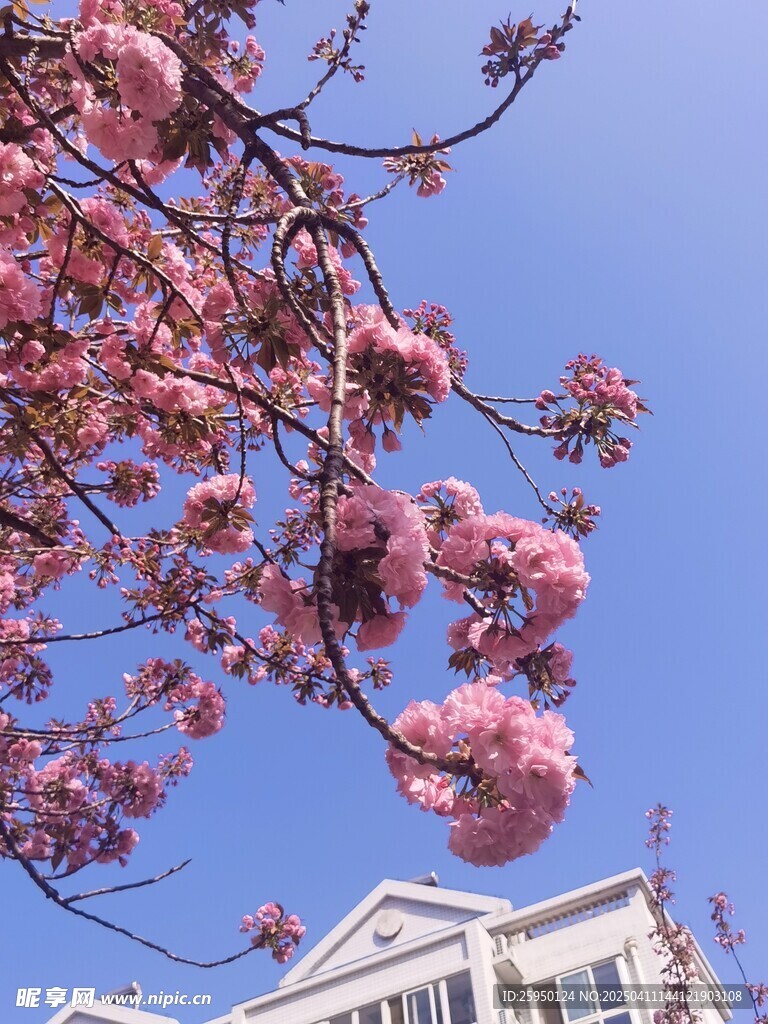 樱花