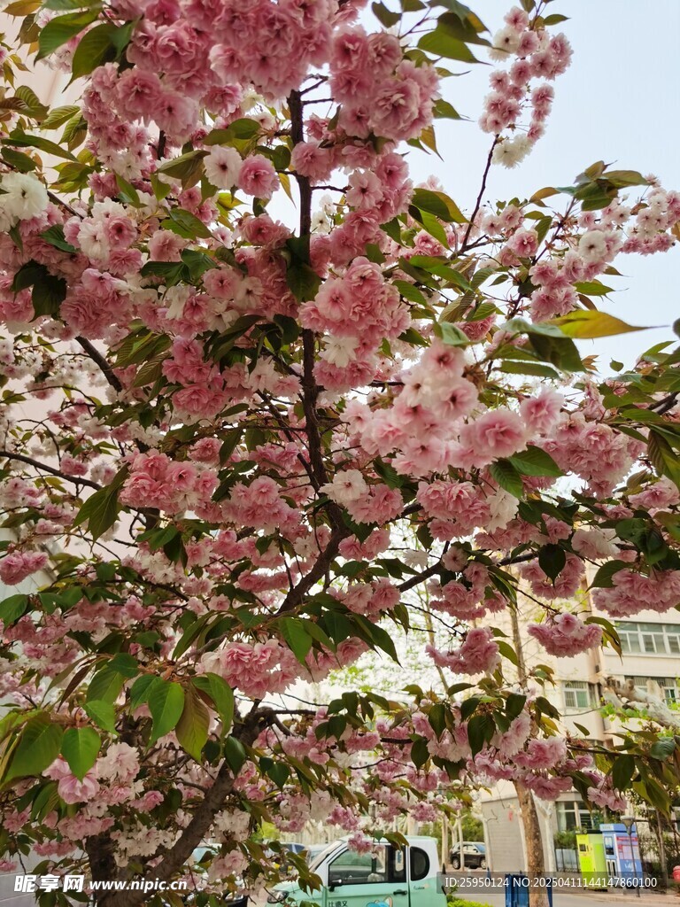 樱花