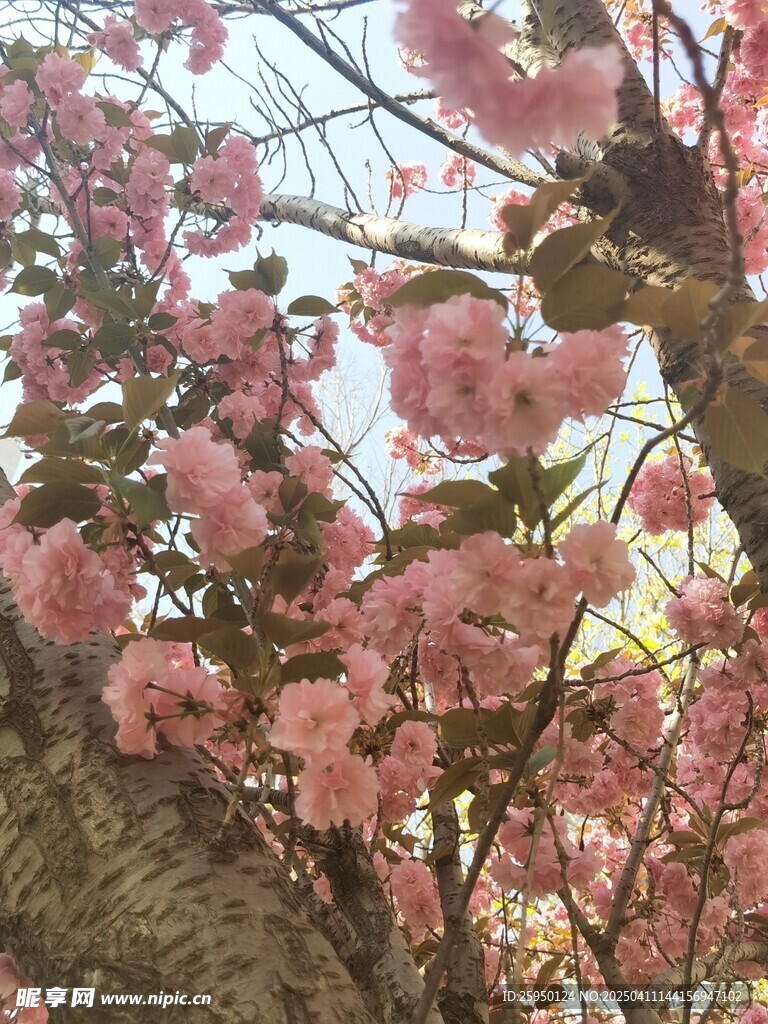 樱花