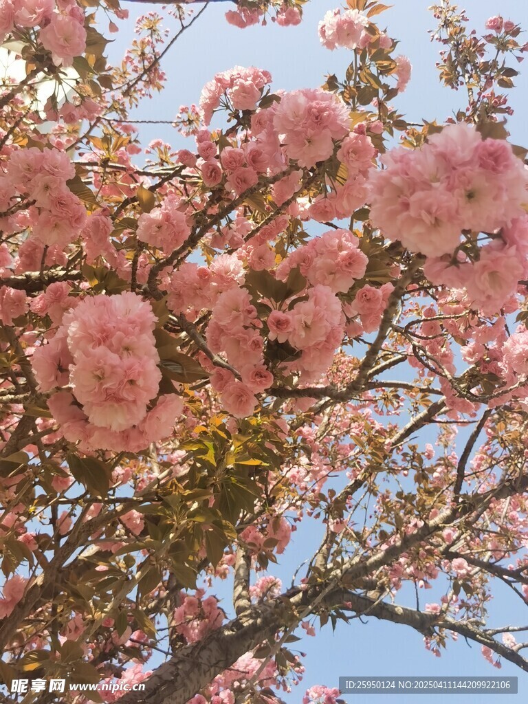 樱花