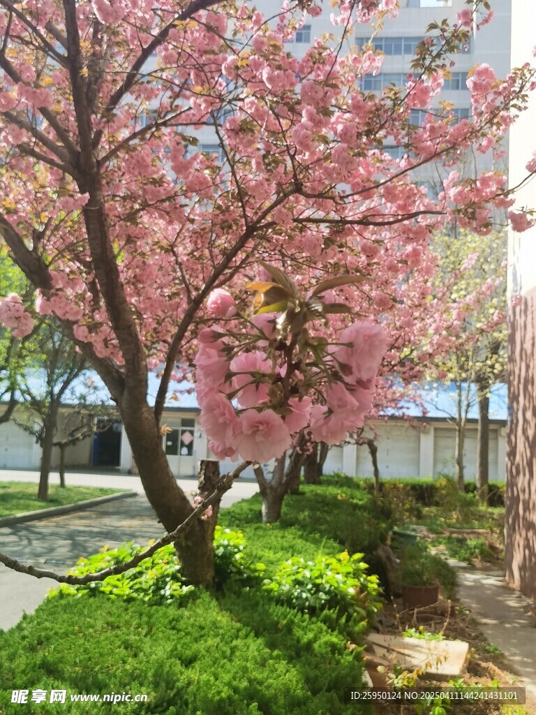 樱花