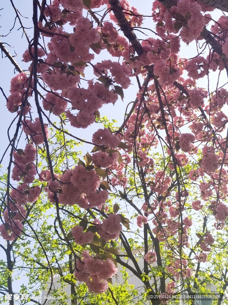 樱花