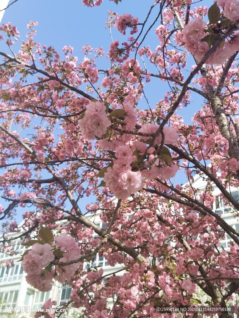 樱花