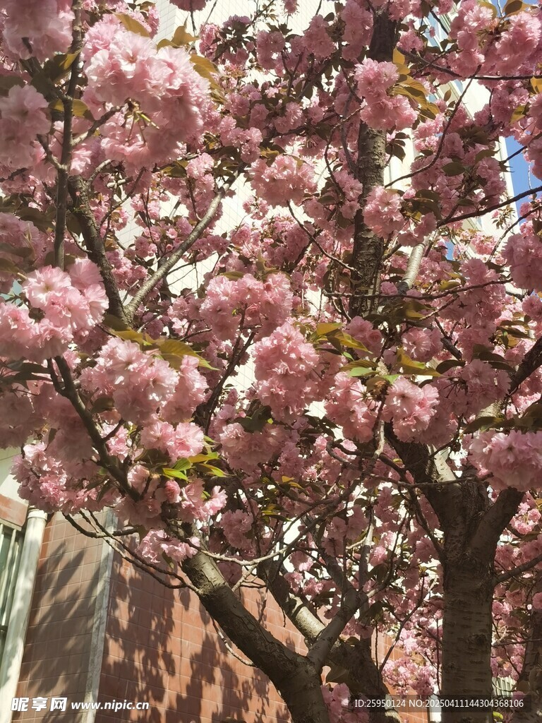 樱花