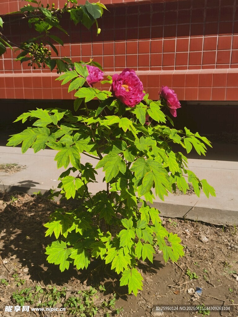 牡丹花