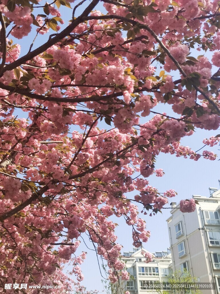樱花