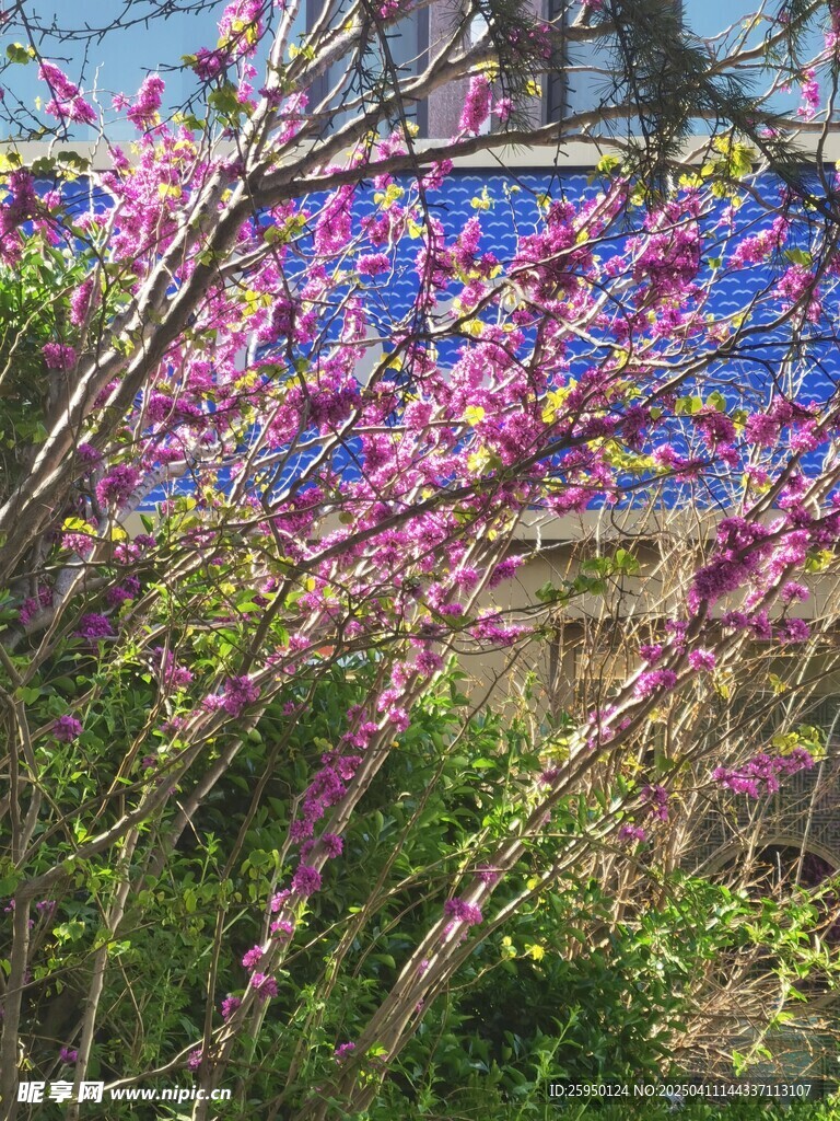 紫荆花