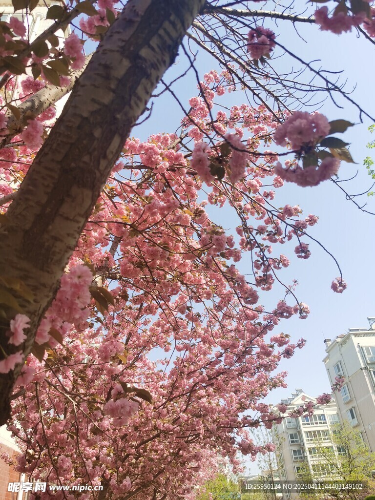 樱花