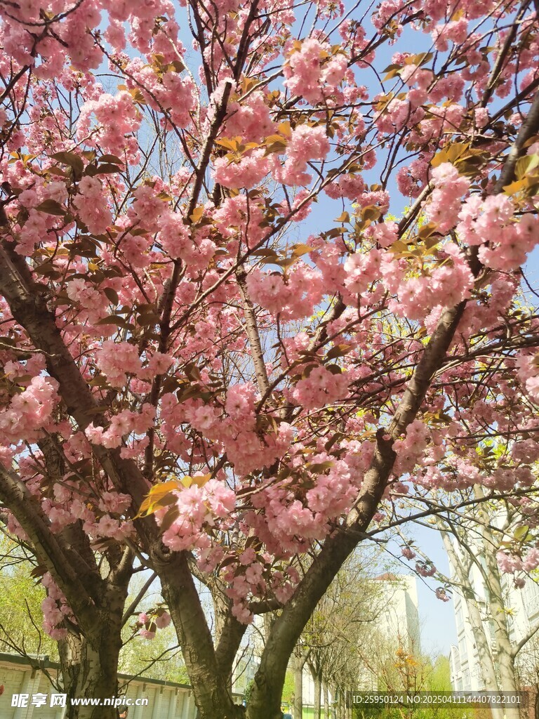 樱花