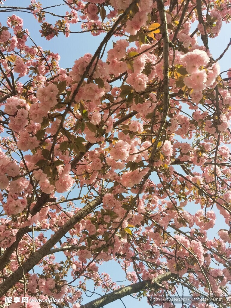 樱花