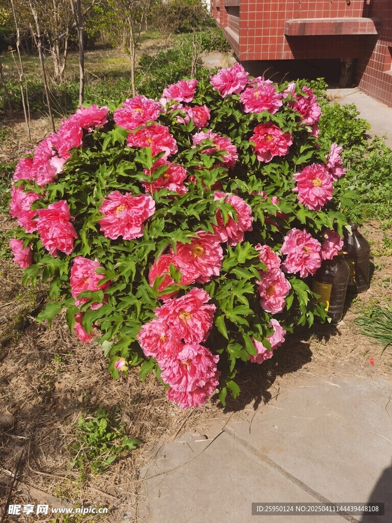 牡丹花