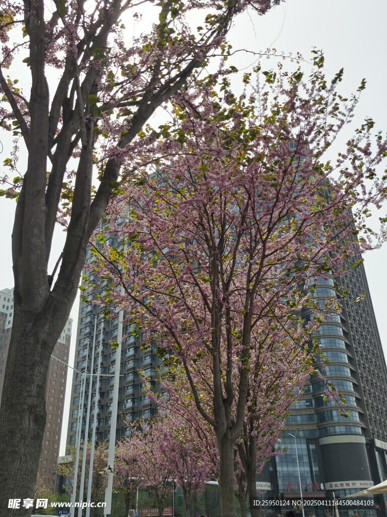 紫荆花