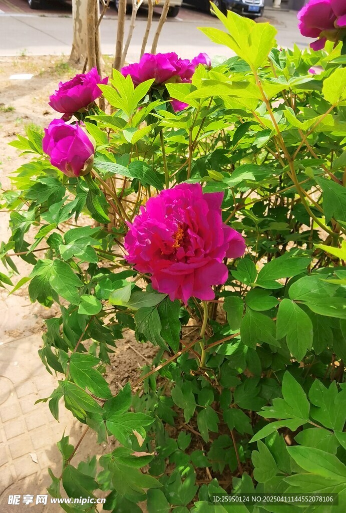 牡丹
