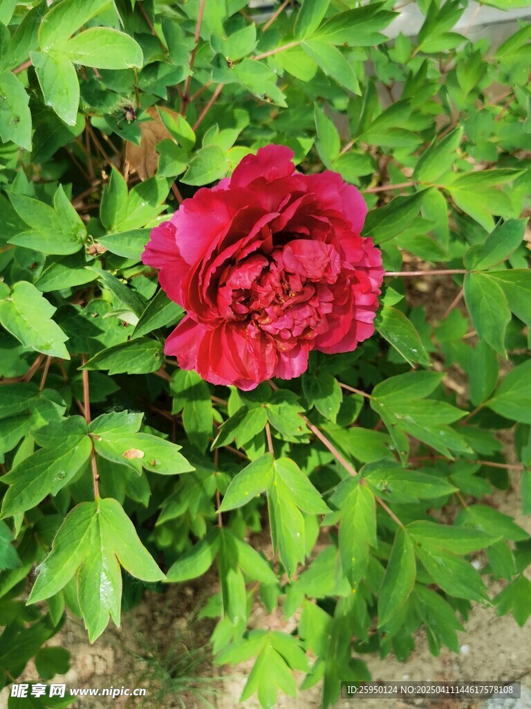 牡丹花
