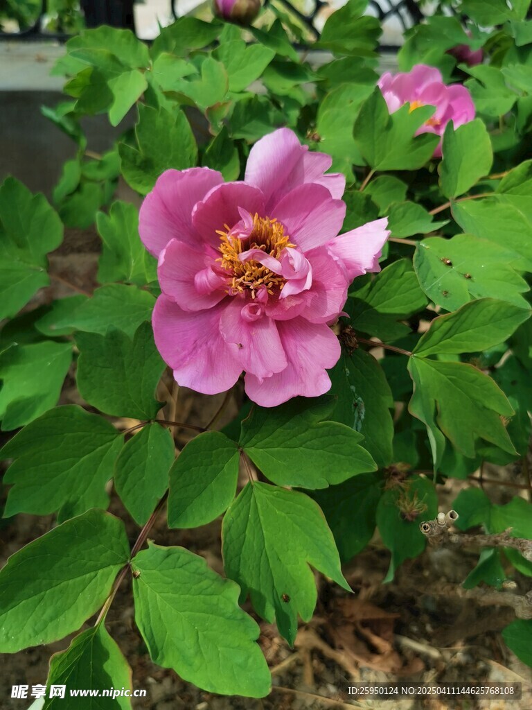 牡丹
