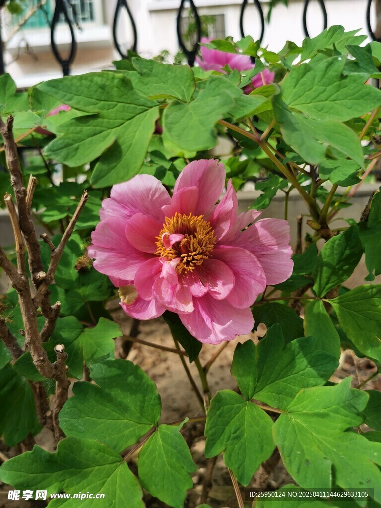 牡丹